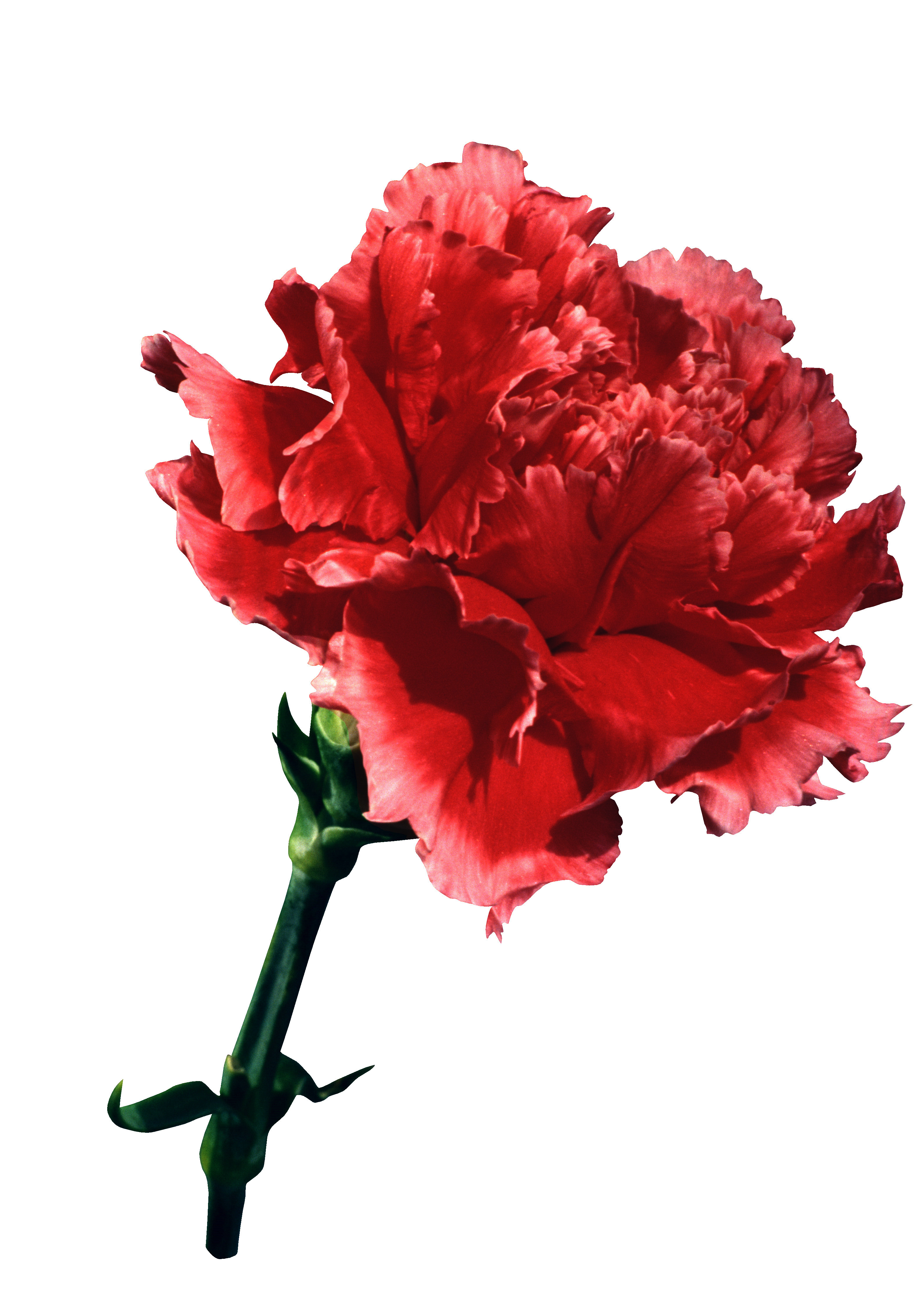 Картинки цветов гвоздик. Dianthus Red гвоздика. Гвоздика pngи Мак. Carnation Flower букет. Красный гвоздь.